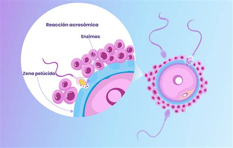 qué es la fecundación